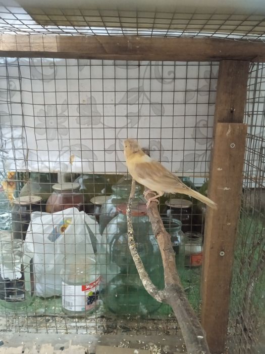 Кеноры Крупные. .