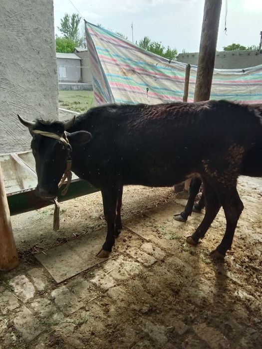 Hammasi gʻunojin. Iktasi bugoʻz