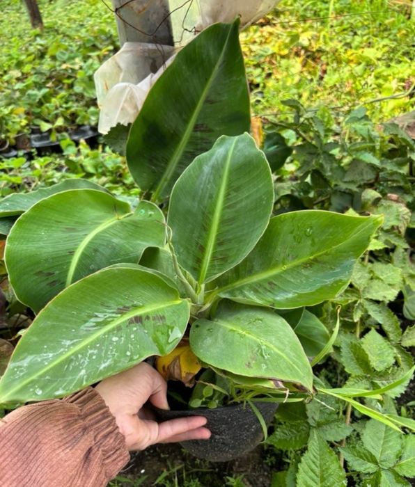 Karlikovi banan koʻchati.