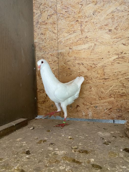 Голуби мальтийская курочка.Кинги.