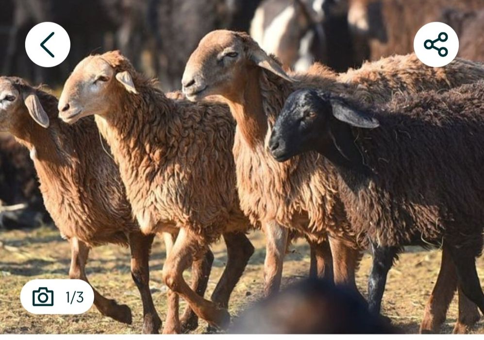 Кой бар сатылатын