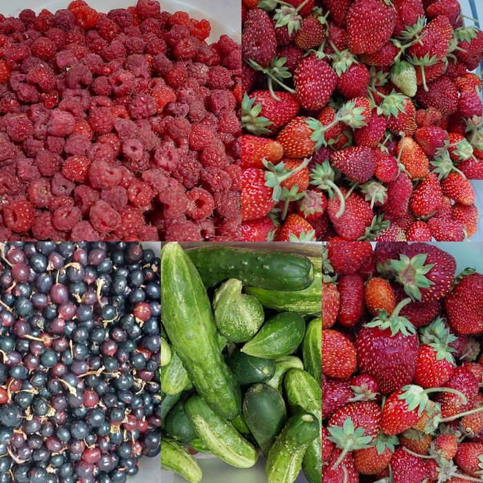 Продам дачу в ПК "Спутник"