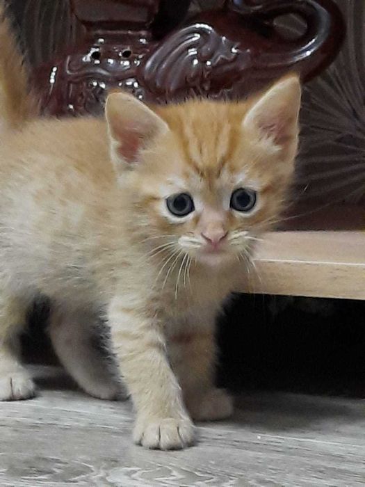 Отдам в добрые руки котят