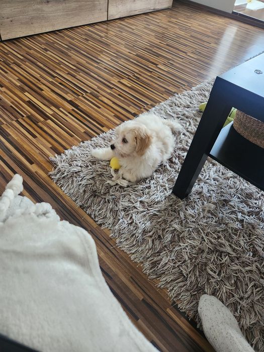 Bichon Mascul, 3 luni – cățel jucăuș și afectuos