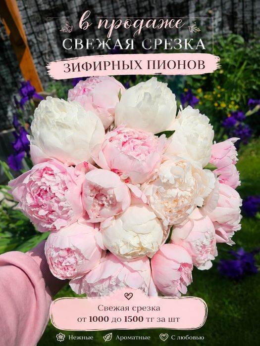 Пионы Свеже срезанные