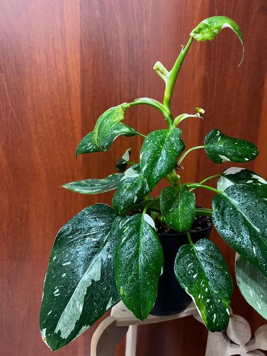 Продам Philodendron White Wisard
