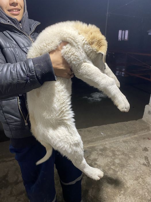 Алабай күшік сатылады