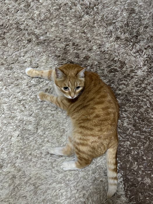 Найден кот в Орбита 1