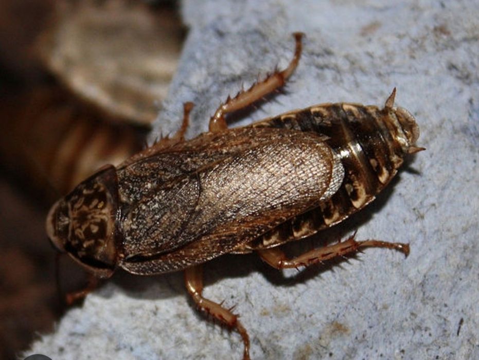 Живой корм личинки зофобоса