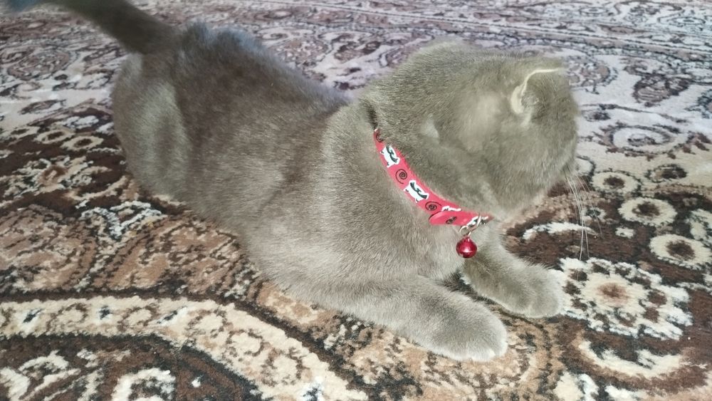 Скотиш фолд мальчик и девочка