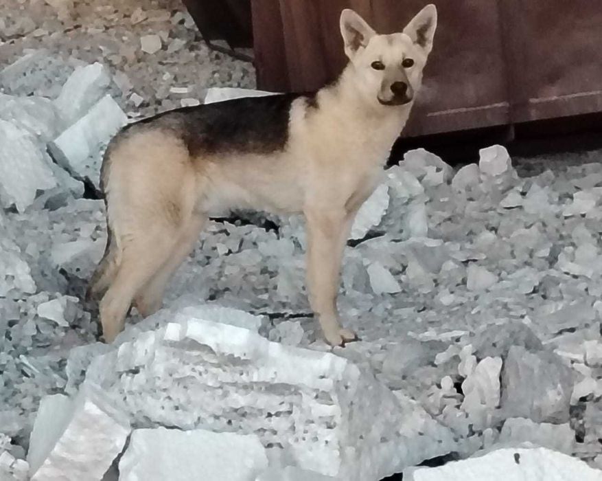 Собакам нужен дом! Срочно!