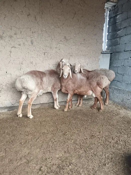 Продам кошкаров племменных