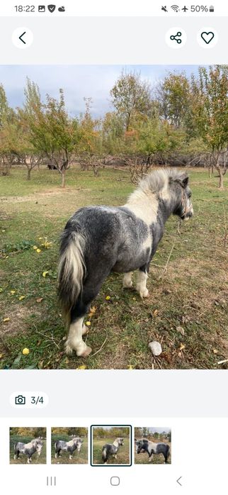 Пони 2 жасар, еркек