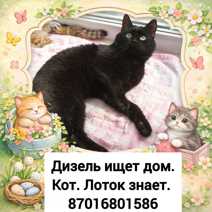 Котик в поисках дома
