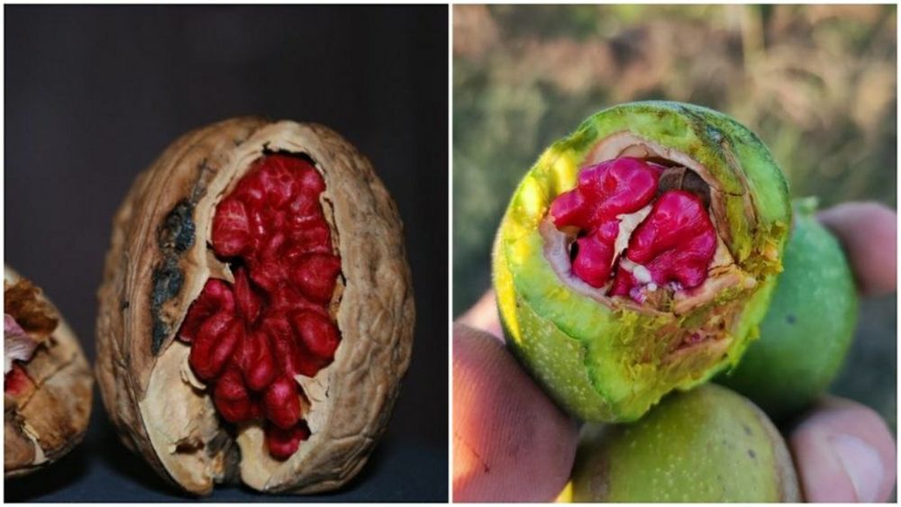 Nuc Deosebit Rubin cu miez Rosu