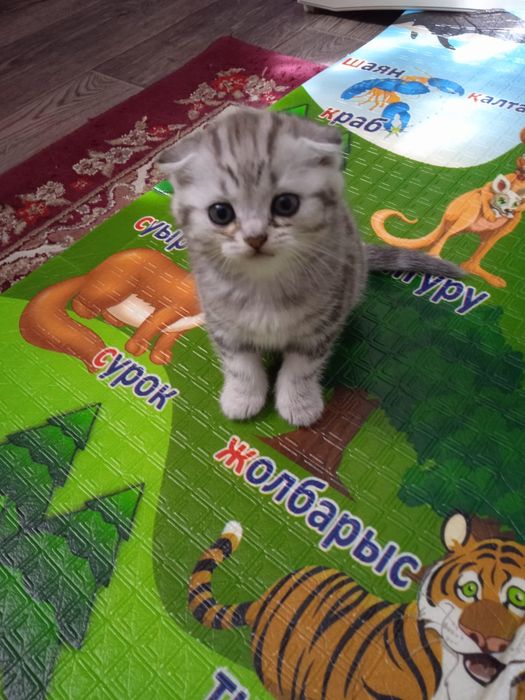Котята британцы девочки