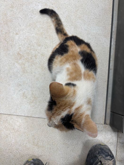 Кошка в добрые руки!!!