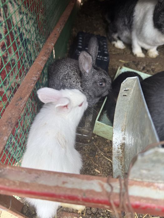 Quyon va quyonchalar