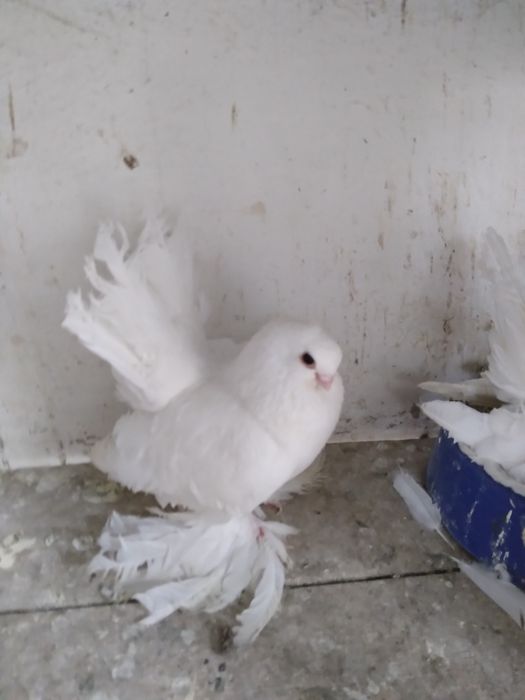 Голуби разных пород