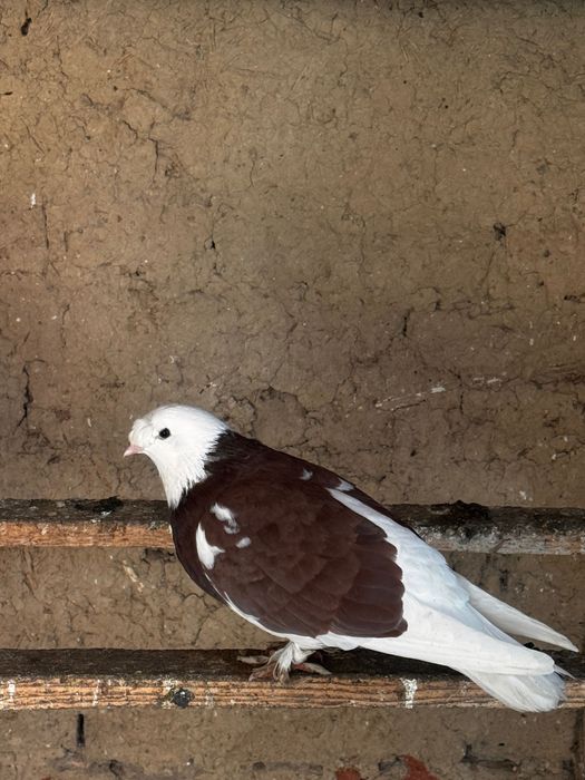 Гълъби мардини поизбор