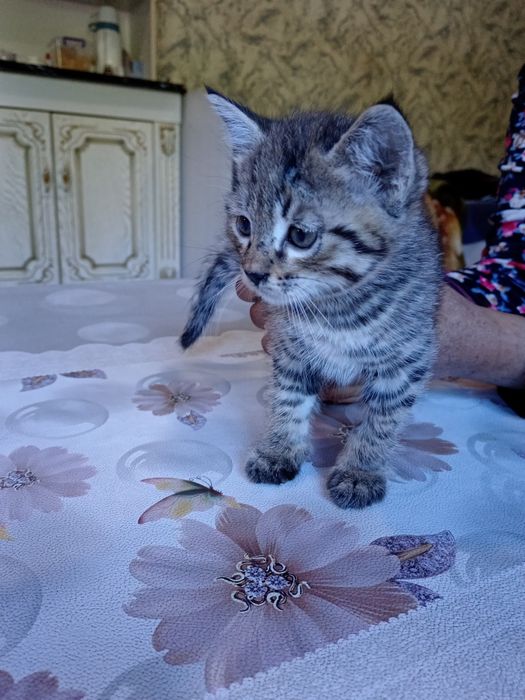 Кошки, мушукчалар