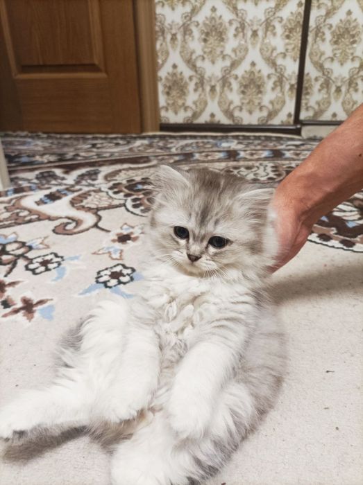 Котята.  Мама британская. Папа шиншила