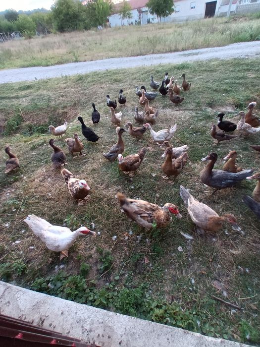 Rațe mute și măcănitoare