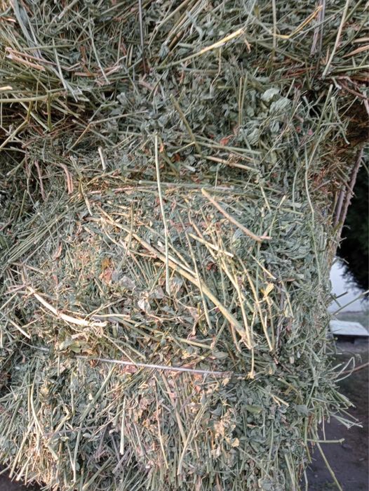 Люцерна Чистый для чистокровной лошадей