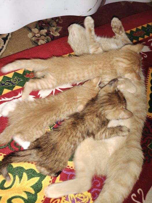 Домашние кошки п