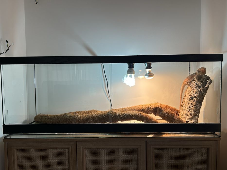 Брадата агама и терариум