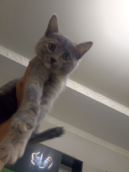 Котенок бесплатно