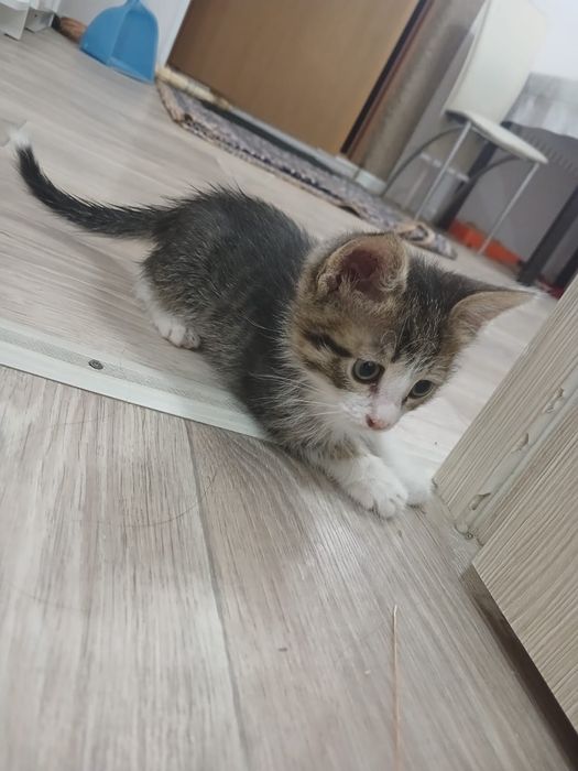 Котёнок маленький