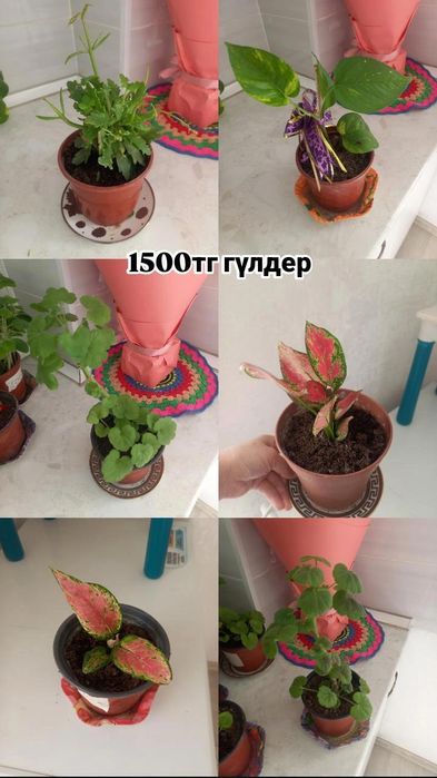 Команатние растения