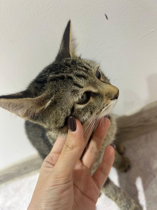 Котик в добрые руки