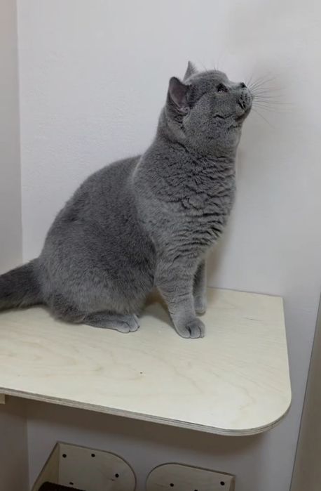 Британский Скотиш страйт 
Здоровый, активный 
Аппетит