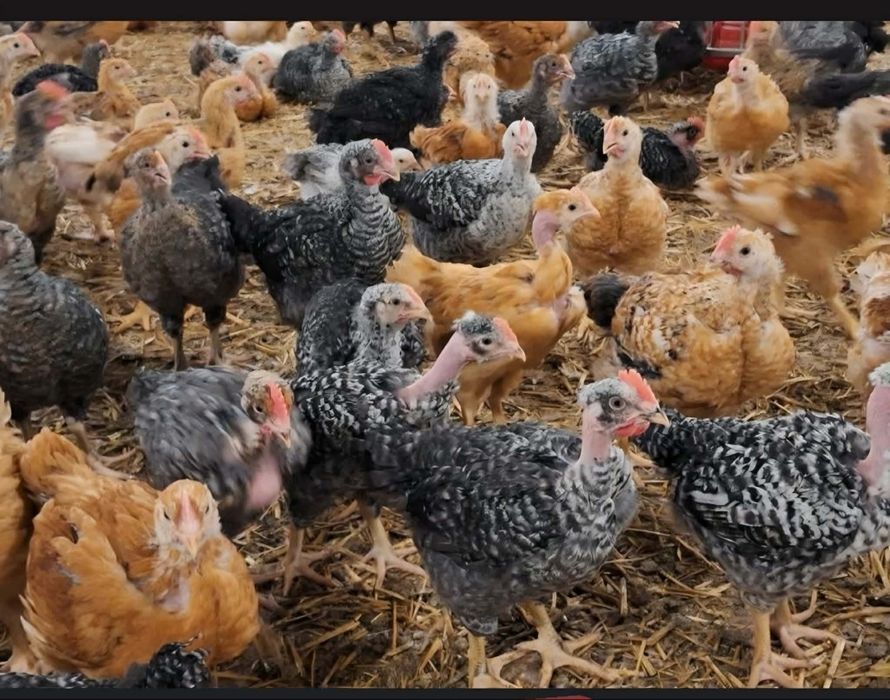 Vand pui albi si rasa mixta