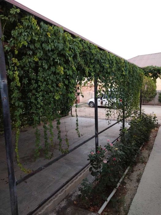кызыл-төбе балауса көшесі