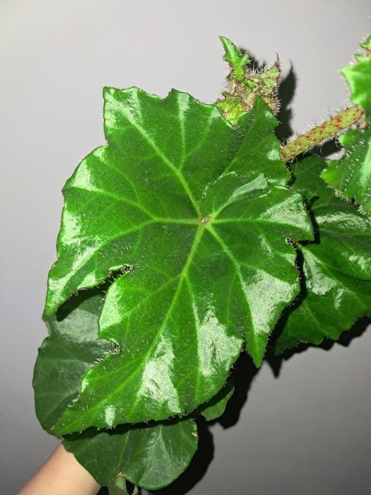 Бегония с крупными листьями