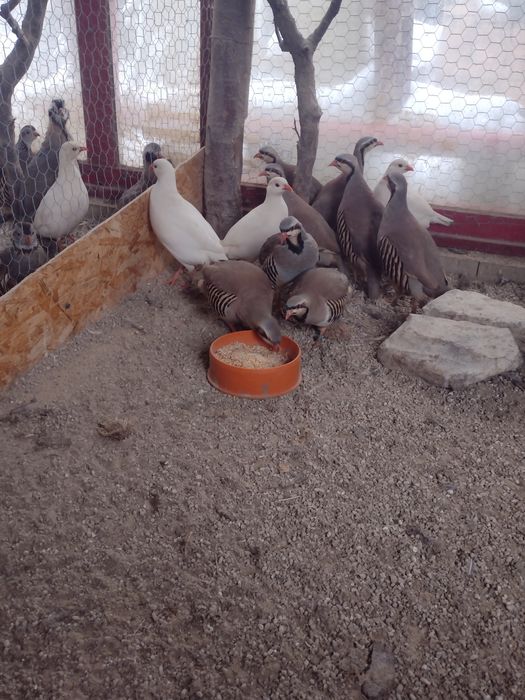 De vânzare fazani pi prepelite