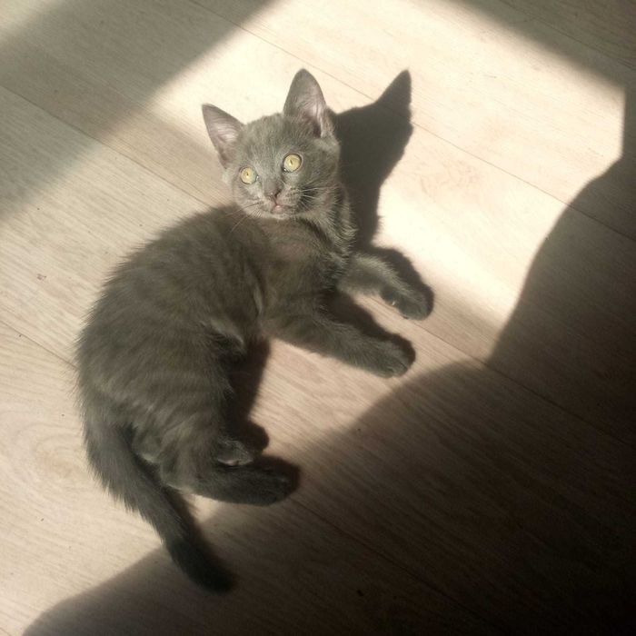 Котенгк 2 месяца