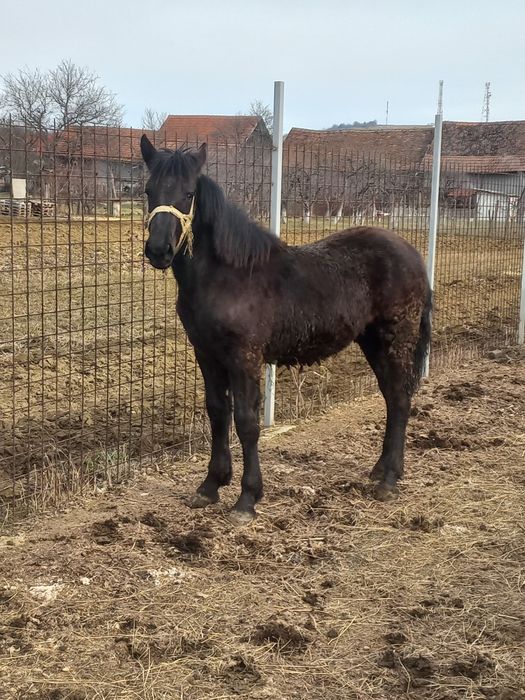 Mânz negru de vânzare