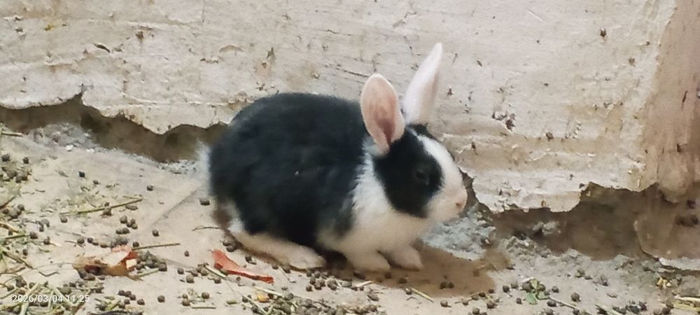 Quyon bolalari sotiladi