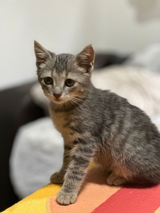 Adopție pui de pisica