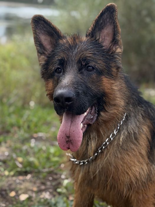 Предлагается к вязке