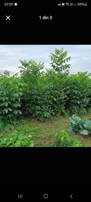 Vând piersic și nuc.