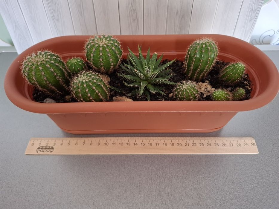 Весёлая семейка кактусов