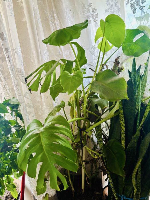 Срочно продается комнатные цветы