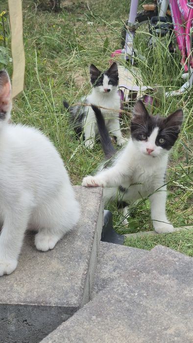 Pisicuțe pentru  adopție