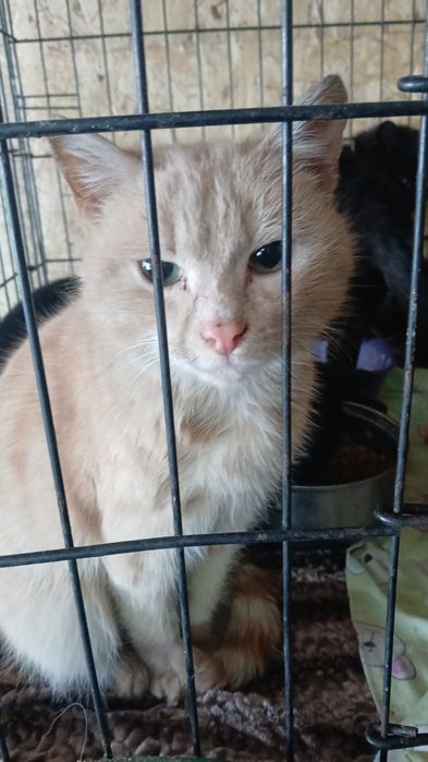 Котики и кошечки ищут дом