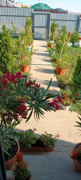 Casă-Simnicul de Sus-Florești-2025